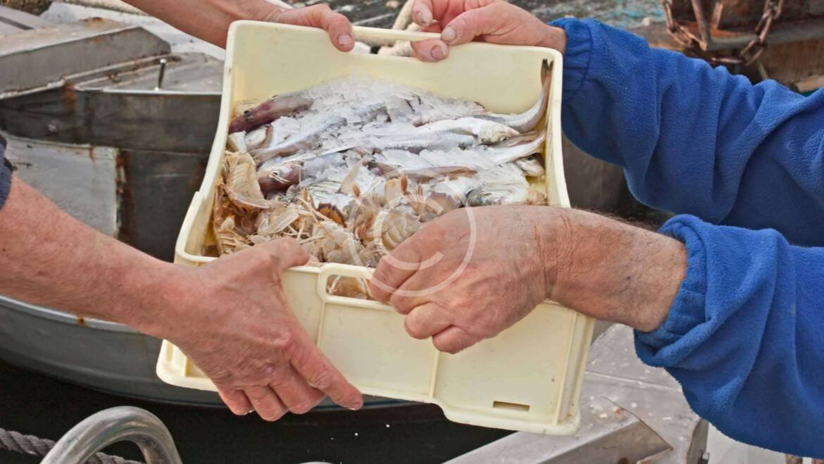 Les coulisses de la pêche : Comment nous sélectionnons les meilleurs poissons pour vous