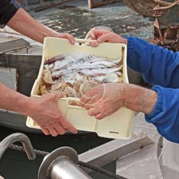 Les coulisses de la pêche : Comment nous sélectionnons les meilleurs poissons pour vous