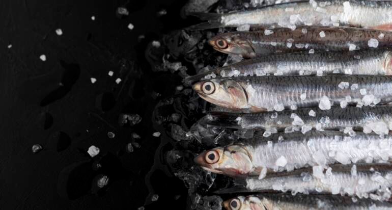 La logistique derrière une livraison rapide et sécurisée de poissons frais