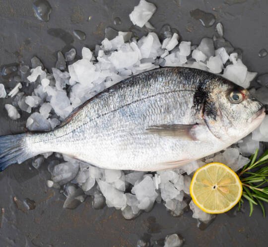 Poissons blancs