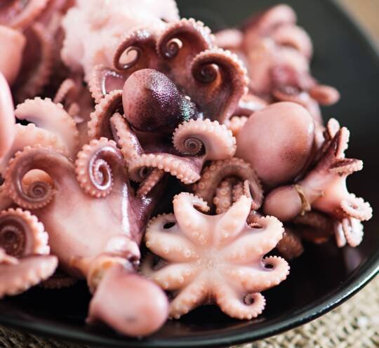 Cephalopodes