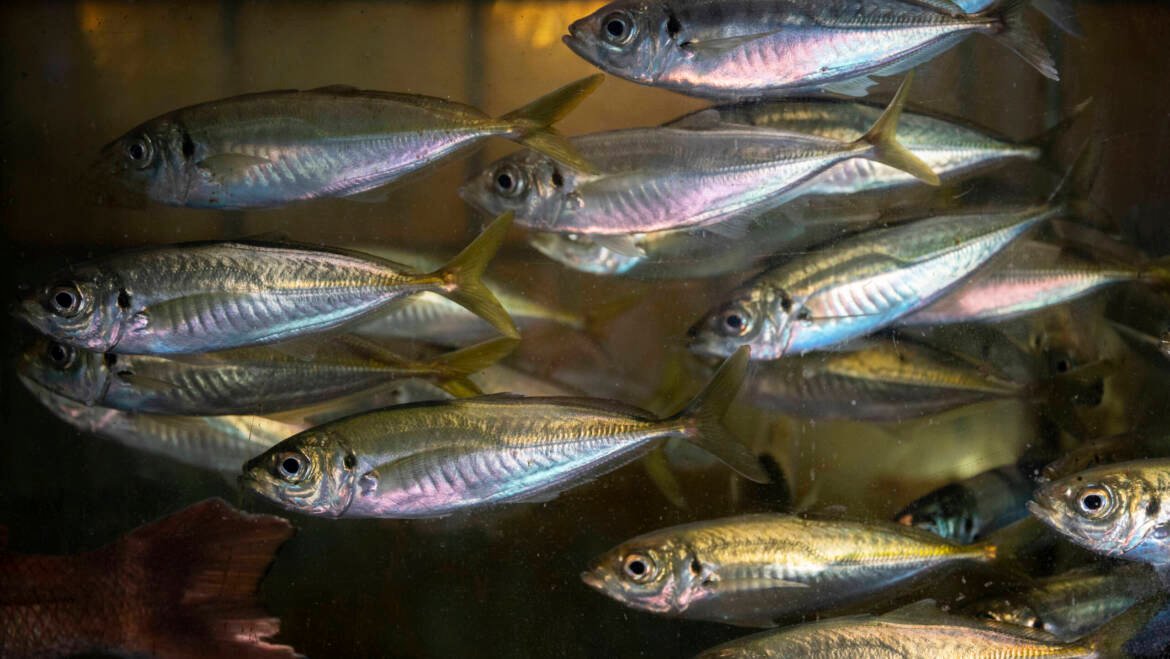 L’importance de la saisonnalité dans le choix du poisson