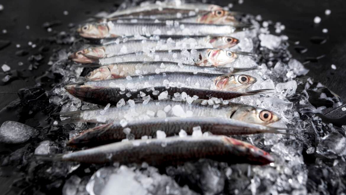 Poisson frais ou poisson congelé : Lequel choisir et pourquoi ?