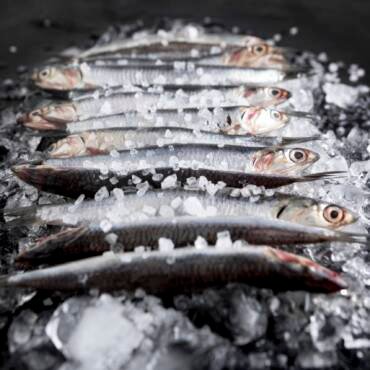 Poisson frais ou poisson congelé : Lequel choisir et pourquoi ?